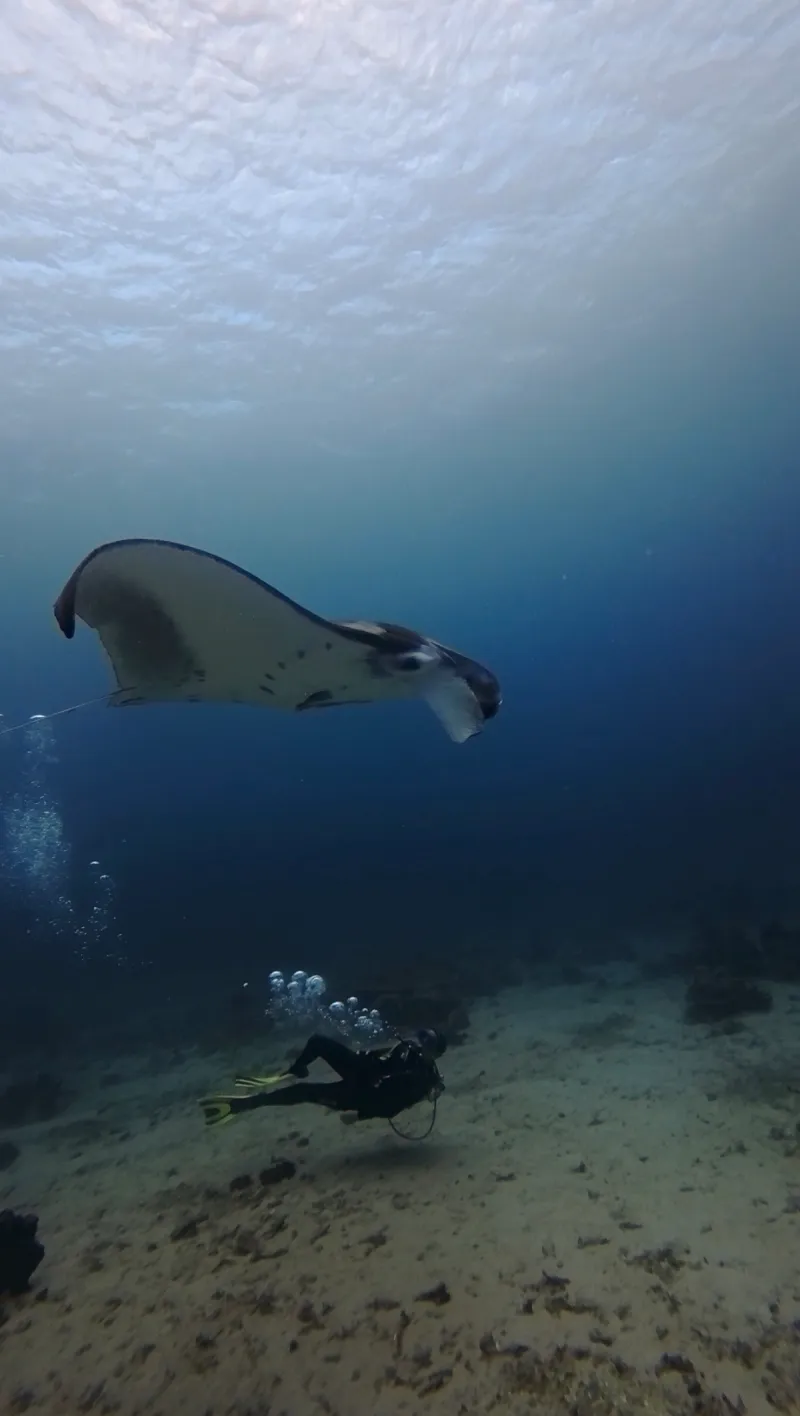 Maratua: Mantas, Medusas & Tiburones Ballena - Foto 10