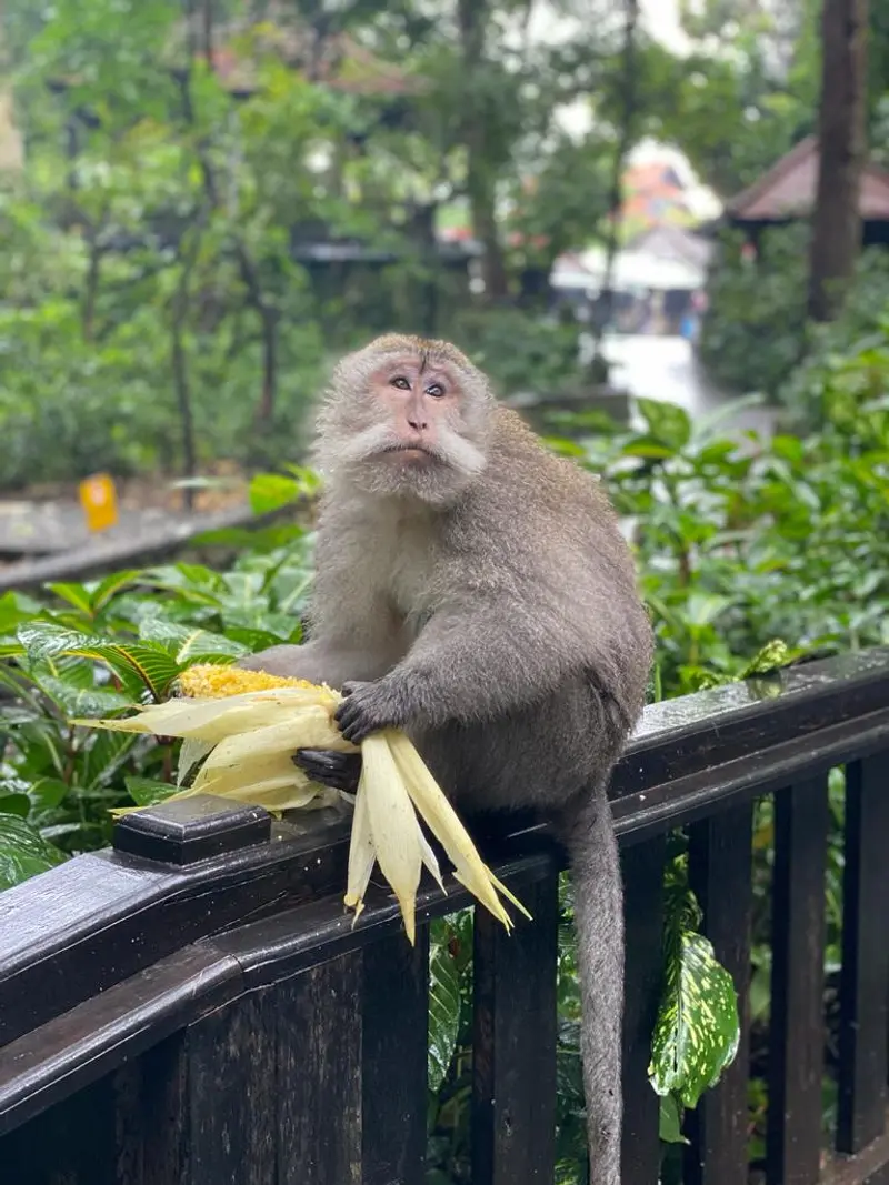 Bali & Penida: Volcanes & Mantas - Galería 4