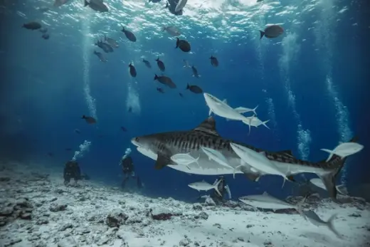 Buceo con Tiburones Tigre: Seguridad y Experiencia en el Tiger Zoo