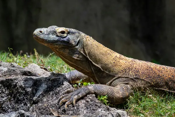 Parque Nacional de Komodo