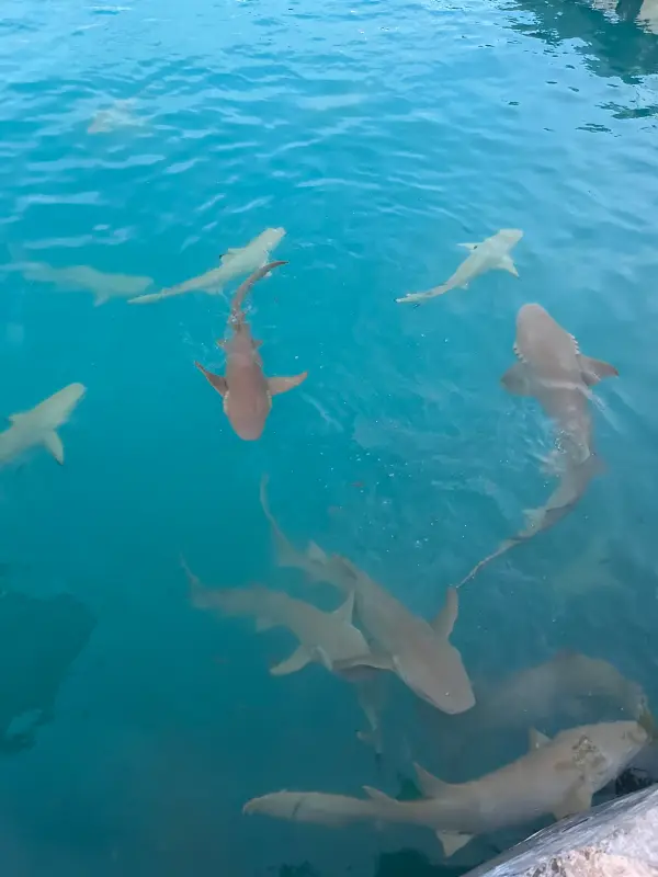 Fuvahmulah - Galería 4