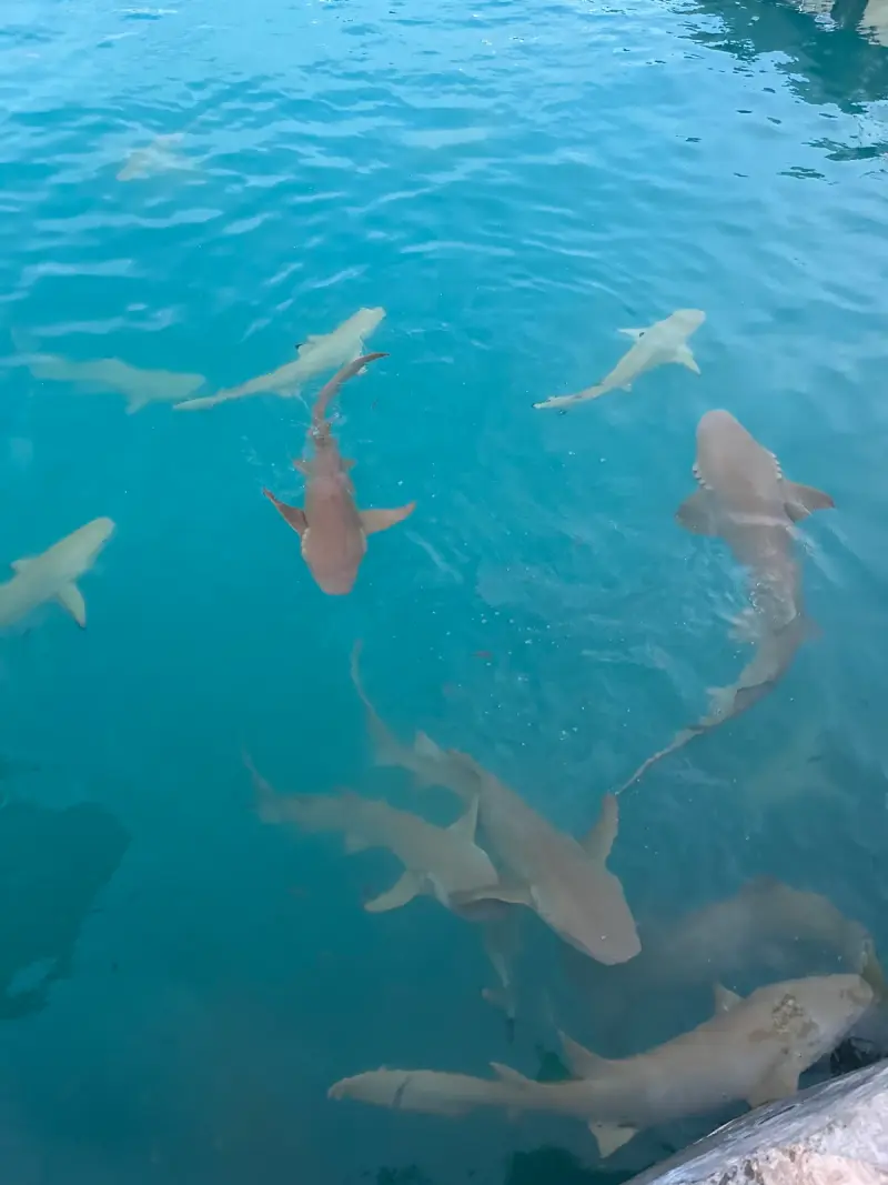 Fuvahmulah - Galería 4