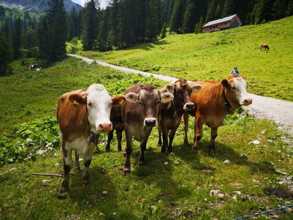 Kühe auf dem Almweg am Gaichtpass