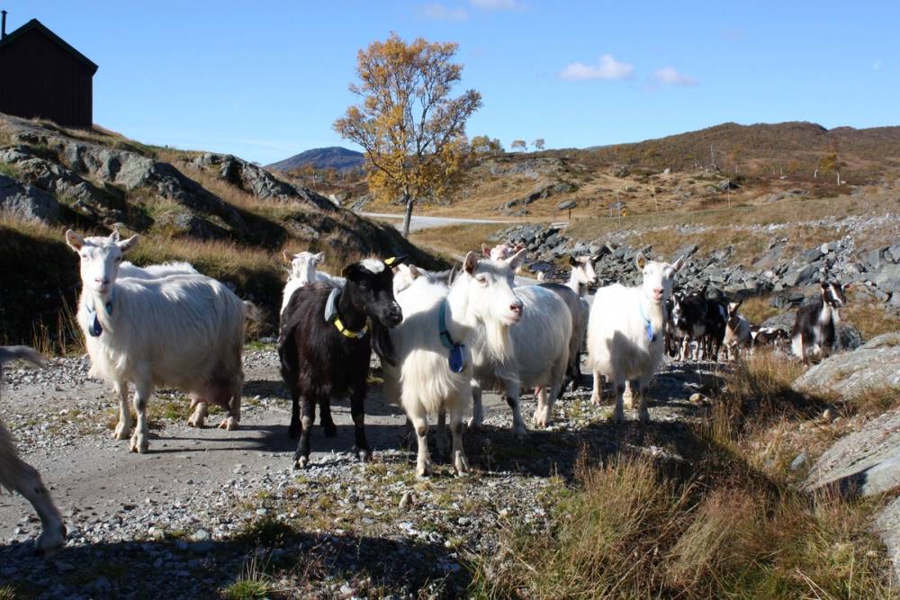 En gruppe geiter går langs en grusvei med fjell og en ensom tre i bakgrunnen på en klar dag.