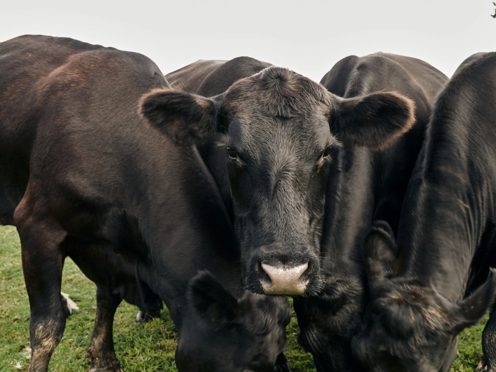 To svarte Angus-kyr står på en grønn eng, med en annen ku i bakgrunnen.