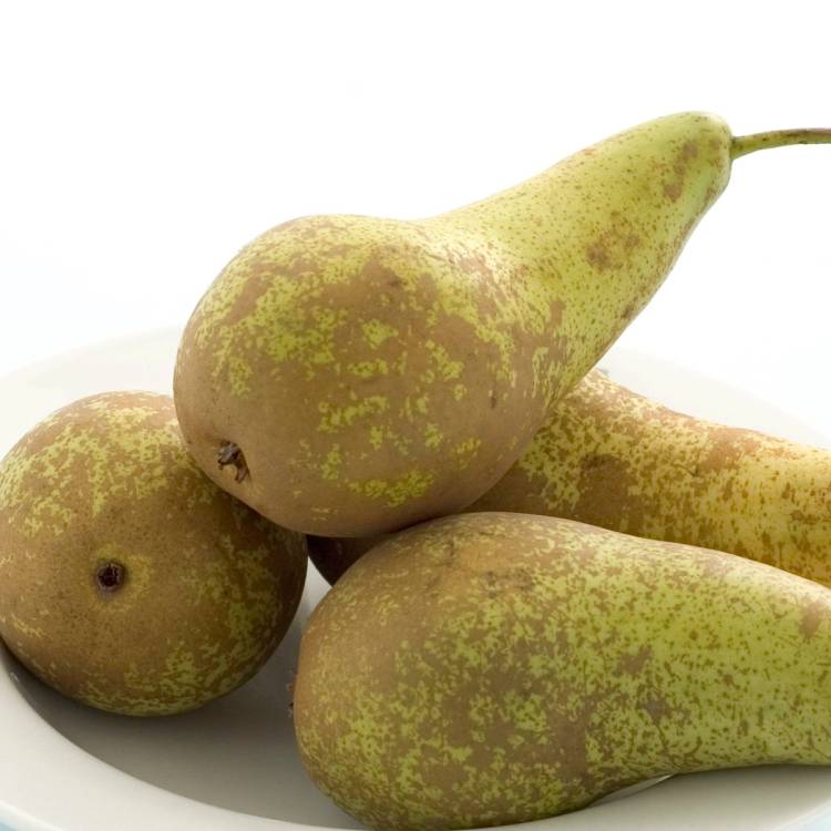 Fire pærer på en hvit tallerken, hvorav en har en liten skade på skallet.