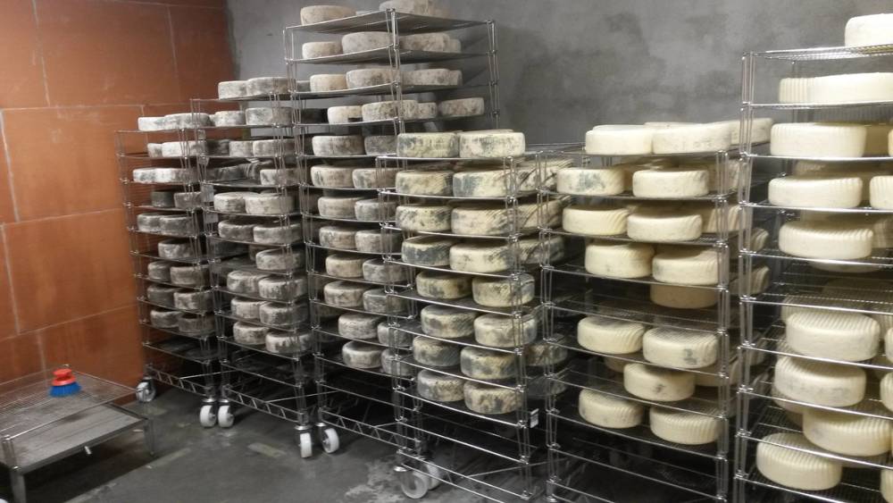 Ost til modning lagret på metallhyller i et rom.