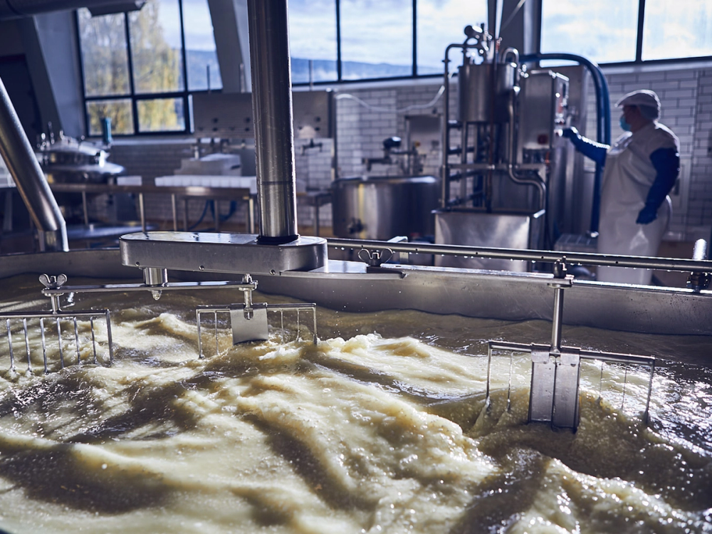 Fisk som blir tilsatt melk i en stor ostemasseproduksjonsmaskin i en fabrikk i Valdres.