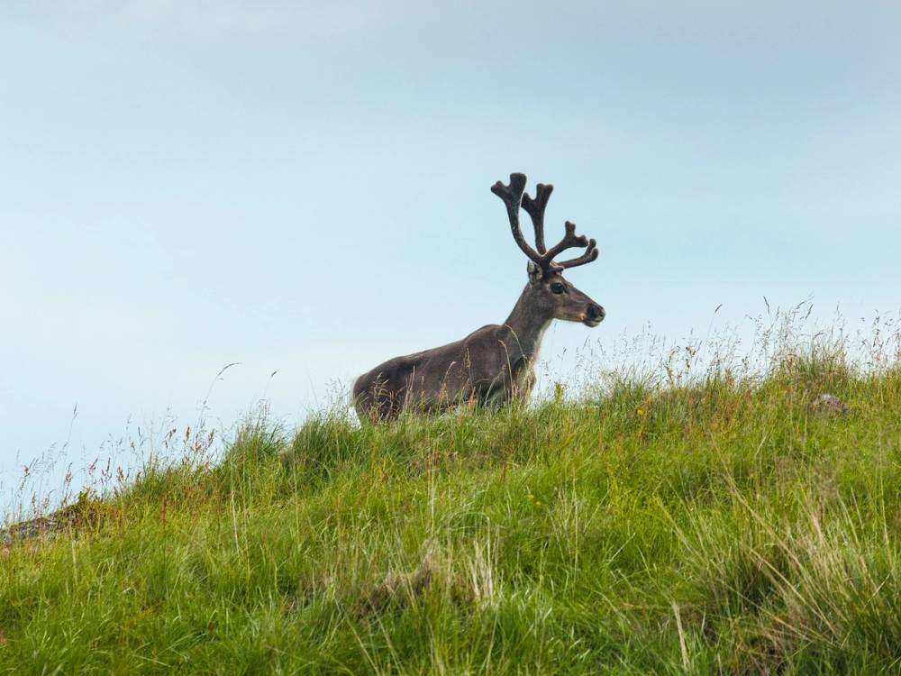 Høyfjellsrein i høyt gress.