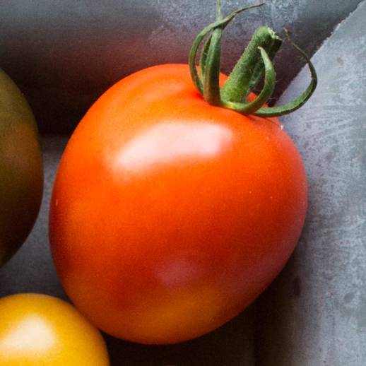 En moden plommetomat med rødoransje farge og grønt stilk på toppen.