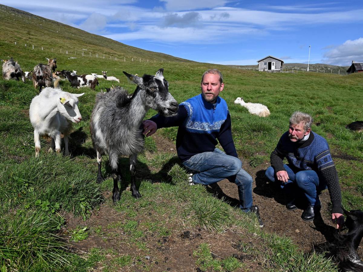 To personer, Tim Reidar og Reidar, sammen med geiter på en grønn ås med hus i bakgrunnen, under en klar blå himmel.