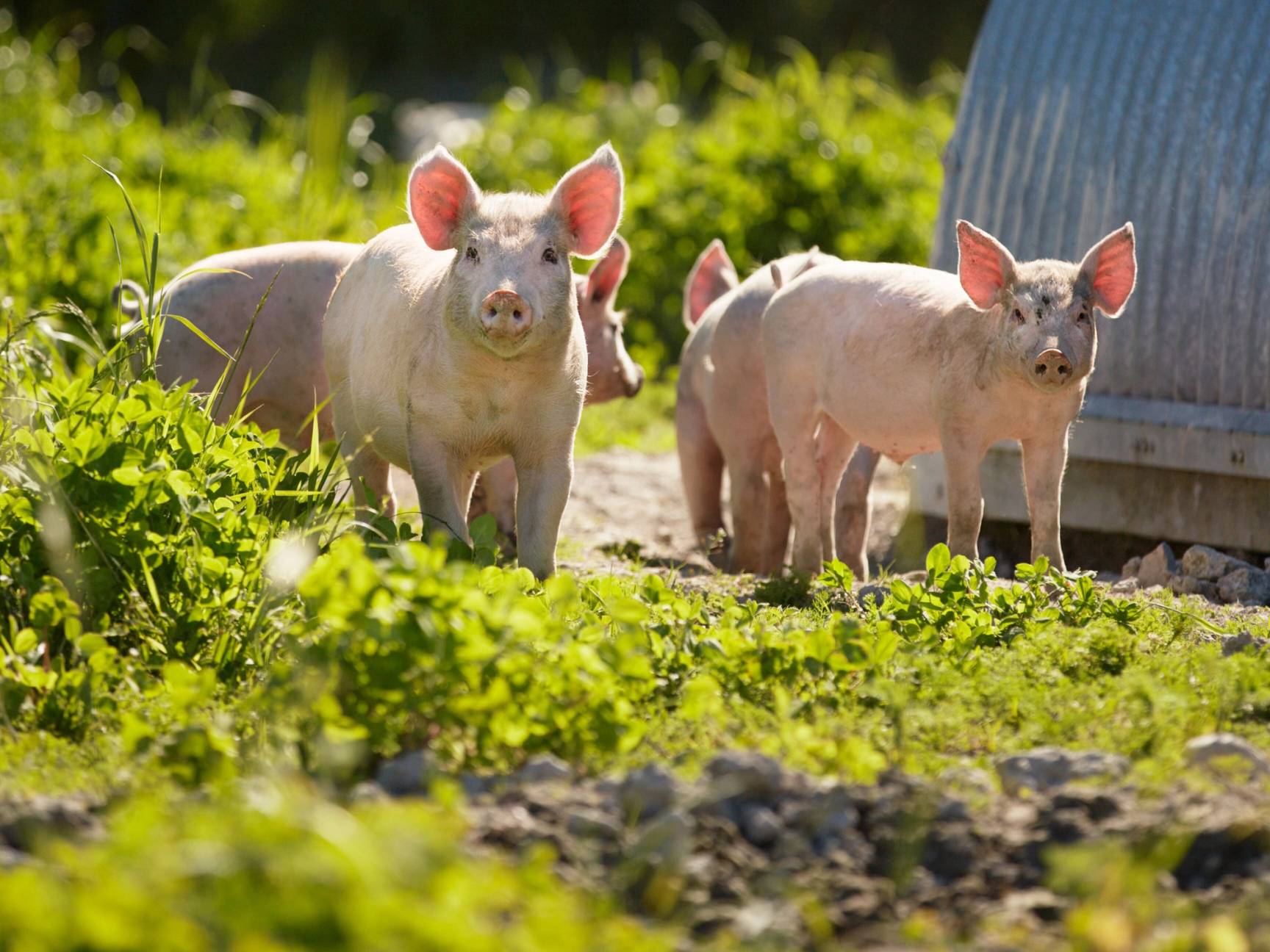 To glade griser står på en grønn mark med sollys og en blå bygning i bakgrunnen.