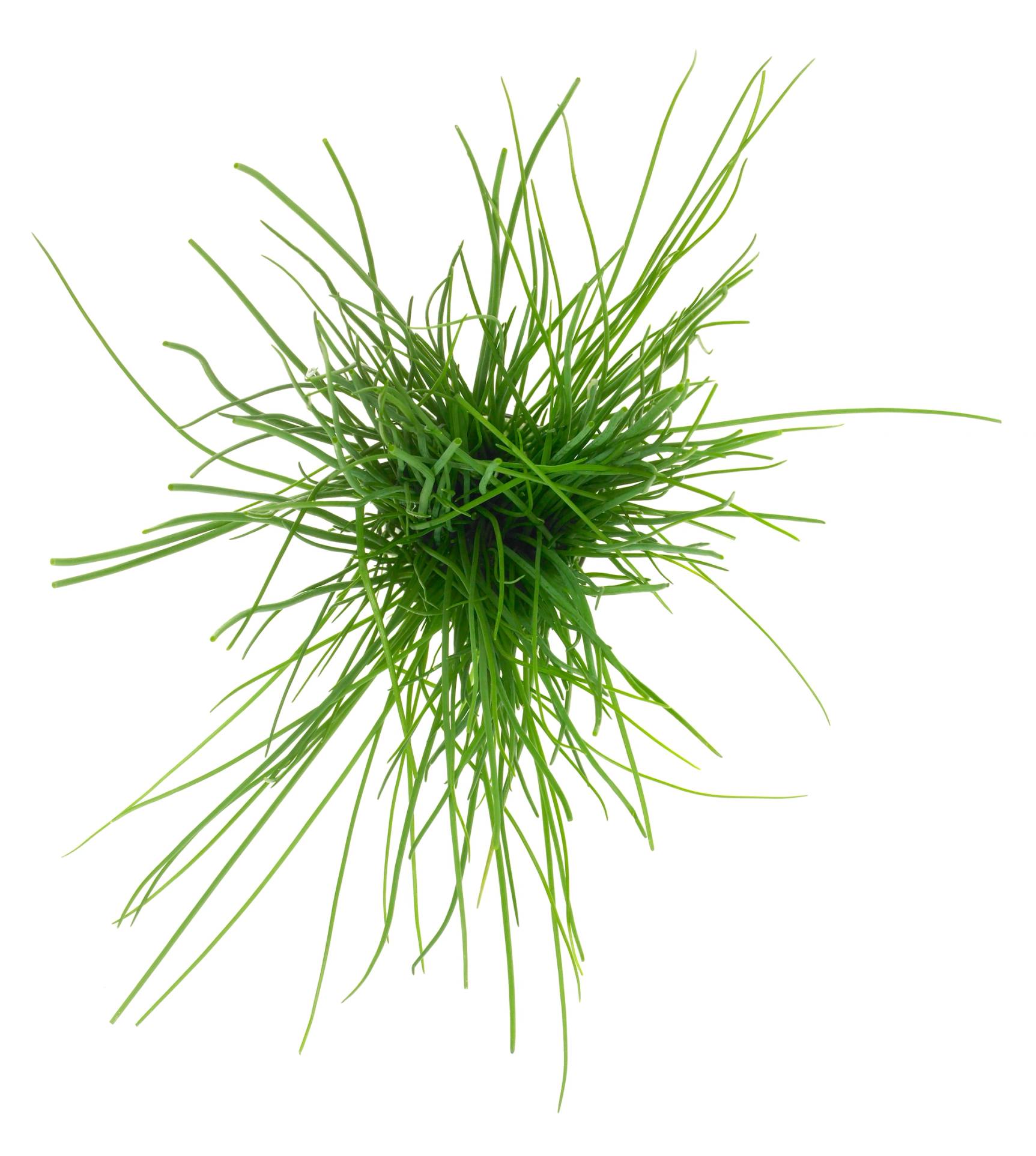 En klump med urter og gress, trolig gressløk eller lignende urter, sett ovenfra.