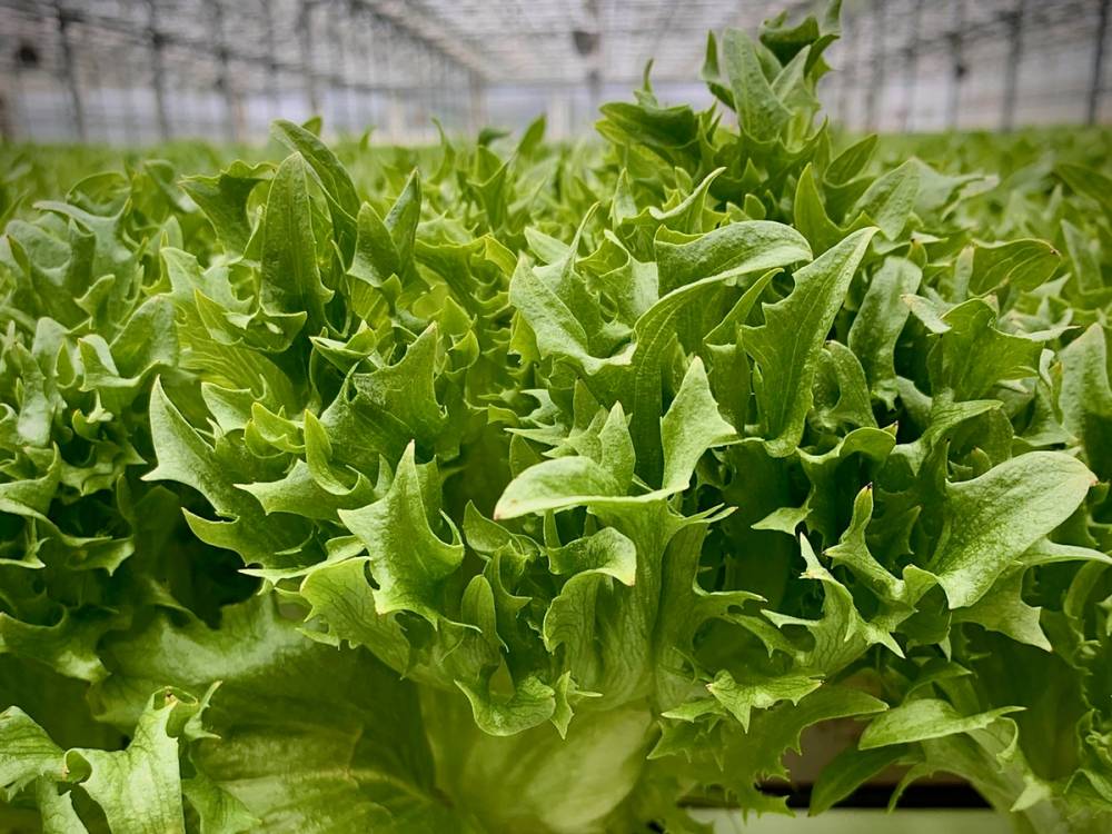 Frodige grønne salatblader vokser i et drivhus.