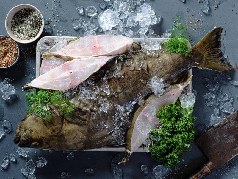 En hel kveite med skiver av kveitefilet på en stekebrett med is og urter rundt, klar for tilberedning.