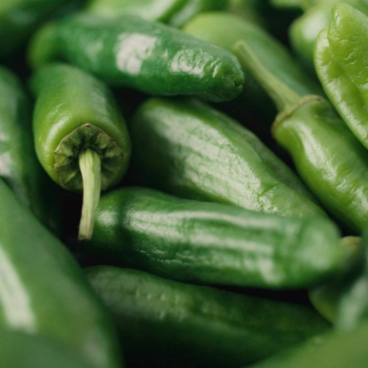 Grønne paprikaer i hauger, noen med stengler fortsatt festet.