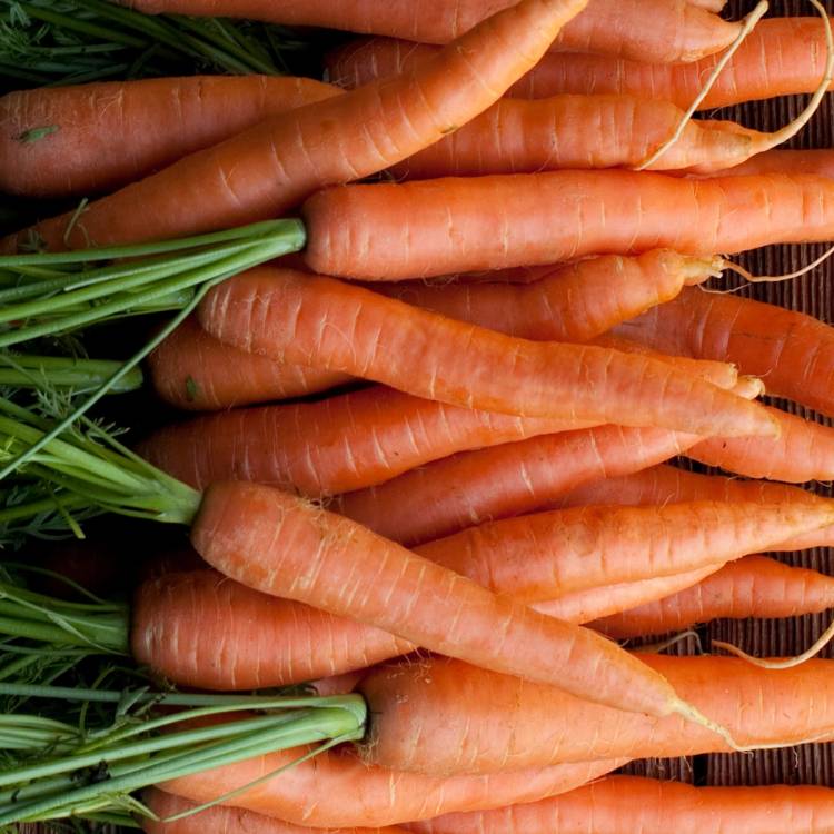 Gulrøtter med stilk