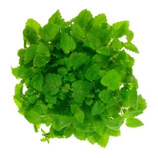 Sitronmelisse med grønne blader, plassert i en 9 cm potte