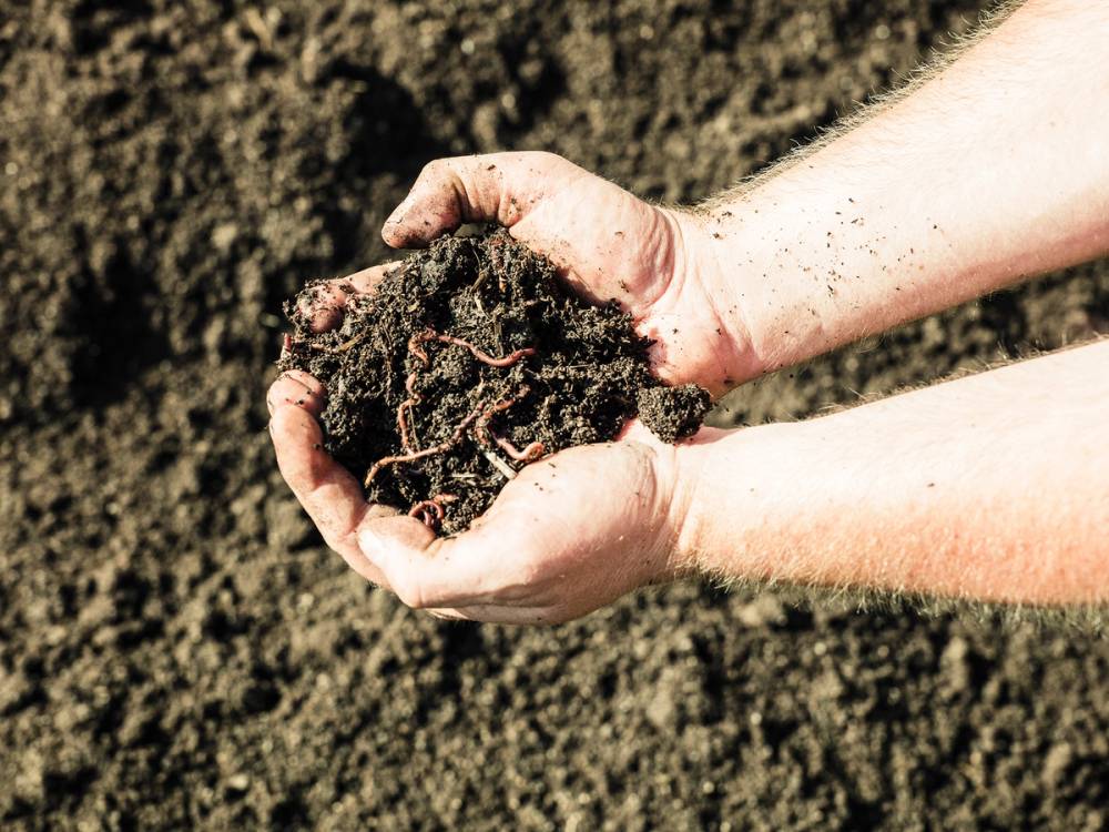 Hender som holder jord med små planter eller røtter, sannsynligvis i en hage eller jordbruksområde.