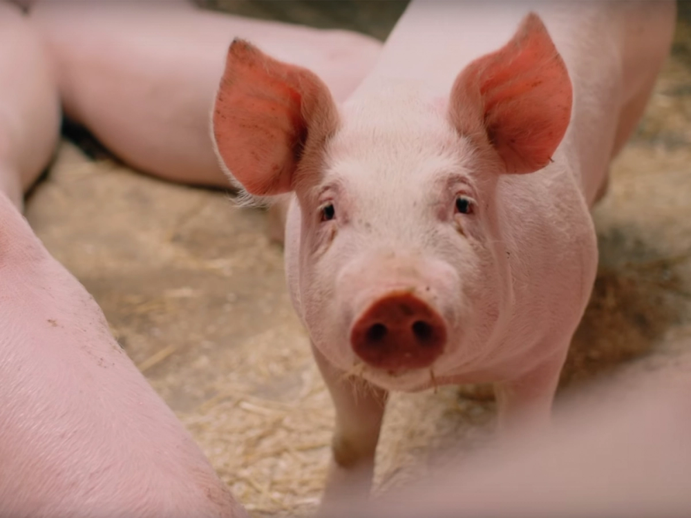 En liten gris med store ører står på en jordbunn, sannsynligvis på en gård i Jæren.