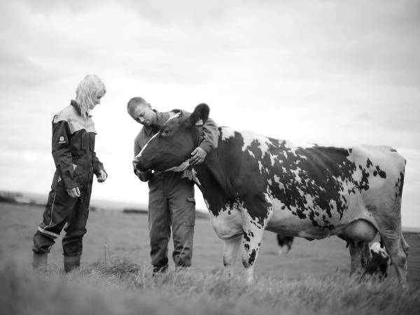 To personer står ved en ku på en åpen mark, og de ser ut til å klappe eller hilse på kua.
