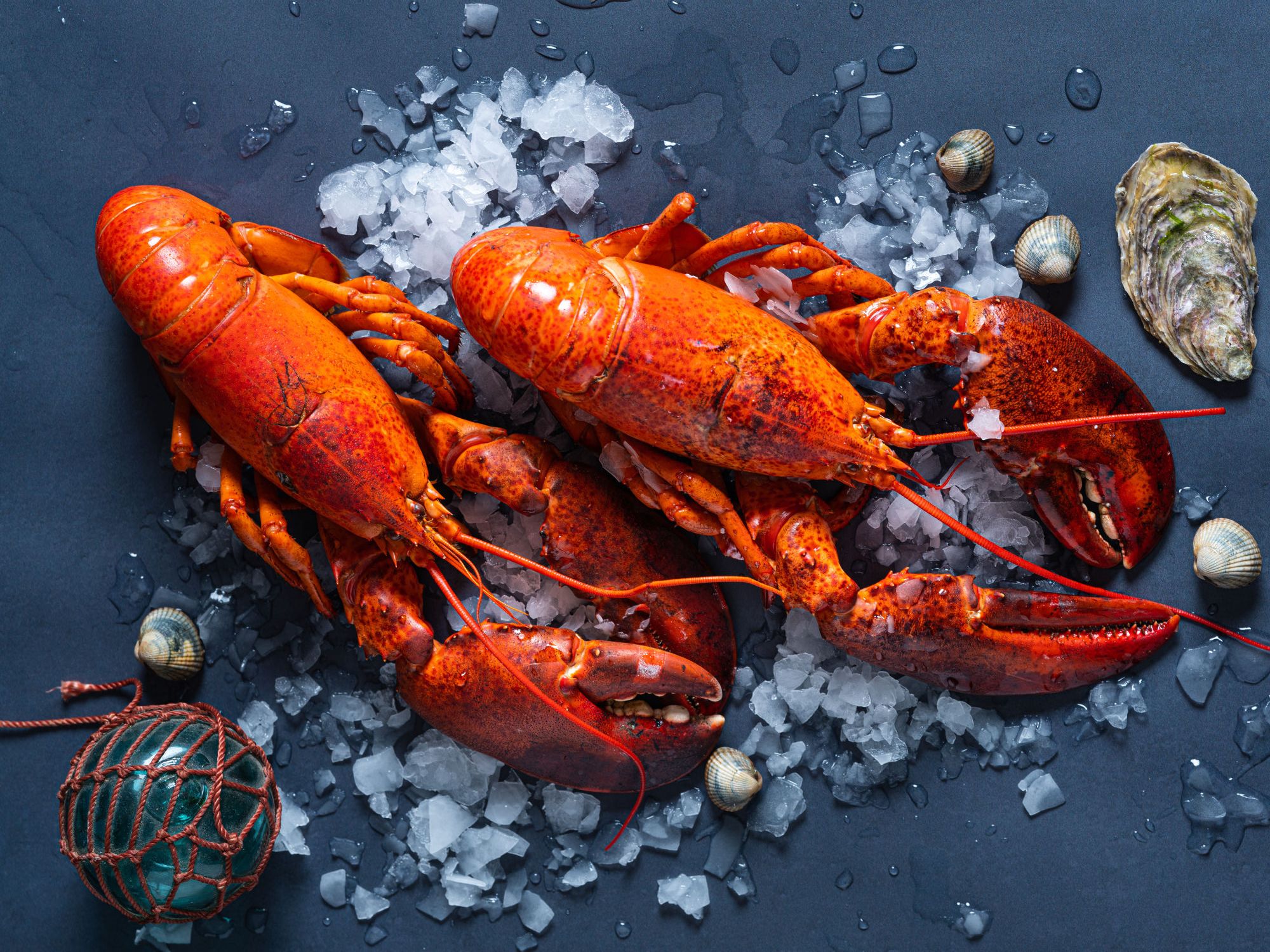 Håndplukkede hummer på is med skjell og små bøyer rundt, klar for helgefeiring.