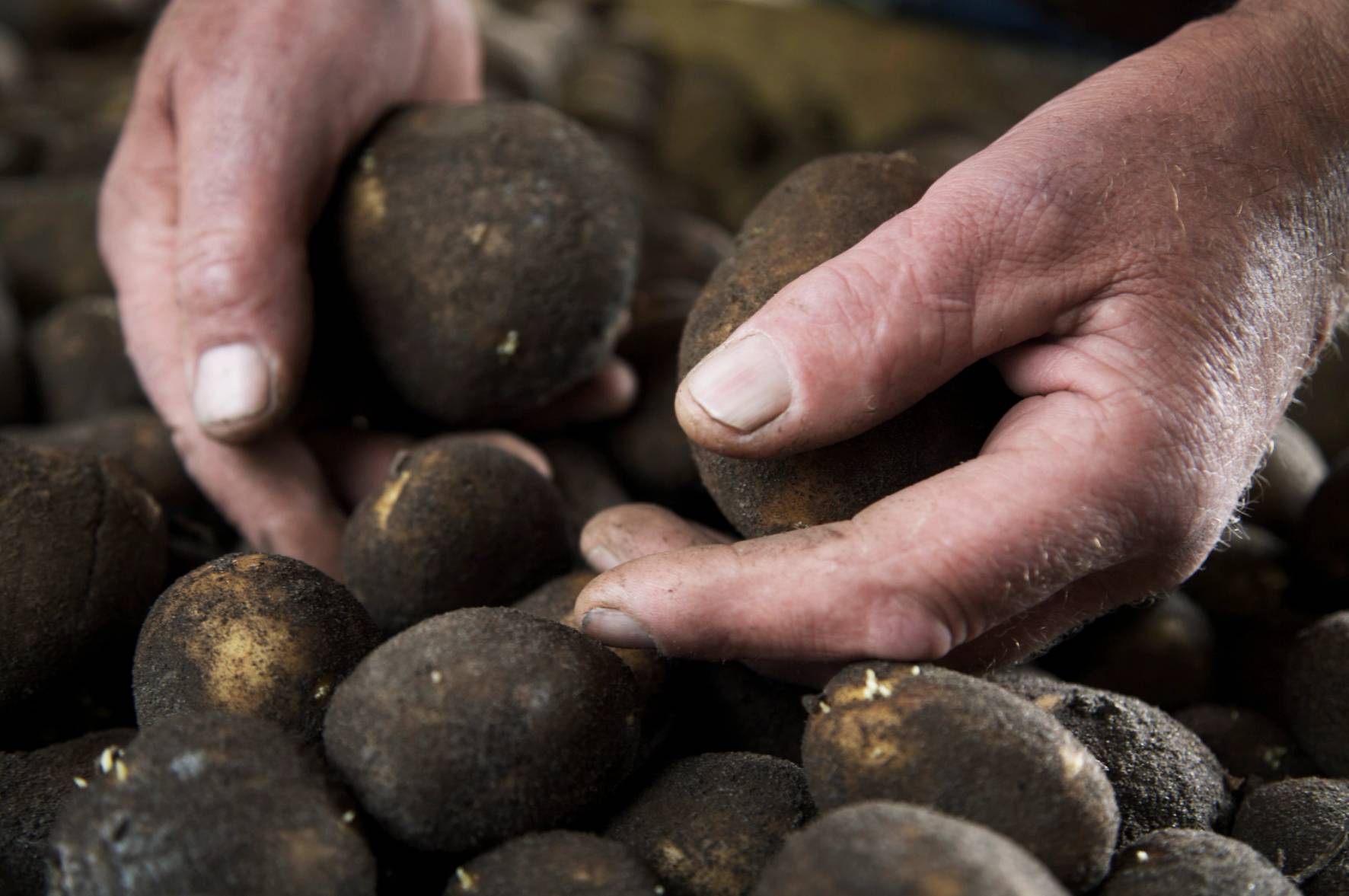 To hender plukker opp store, runde steiner fra en bunke på bakken, med flere steiner rundt.