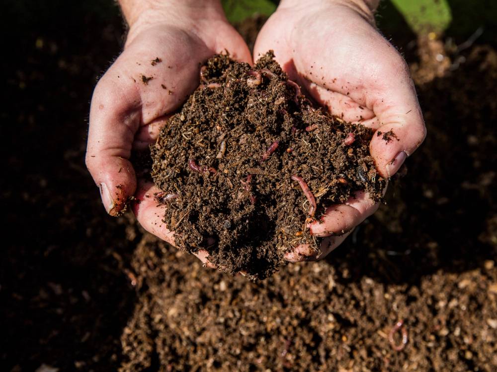 To hender holder jord med en meitemark i, i en hage eller jordområde.