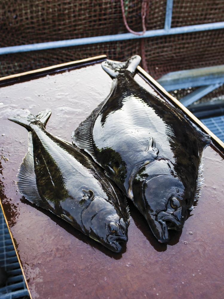 To store kveiter ligger på en vannrett overflate, med en bakgrunn av en fiskebåt eller kai.