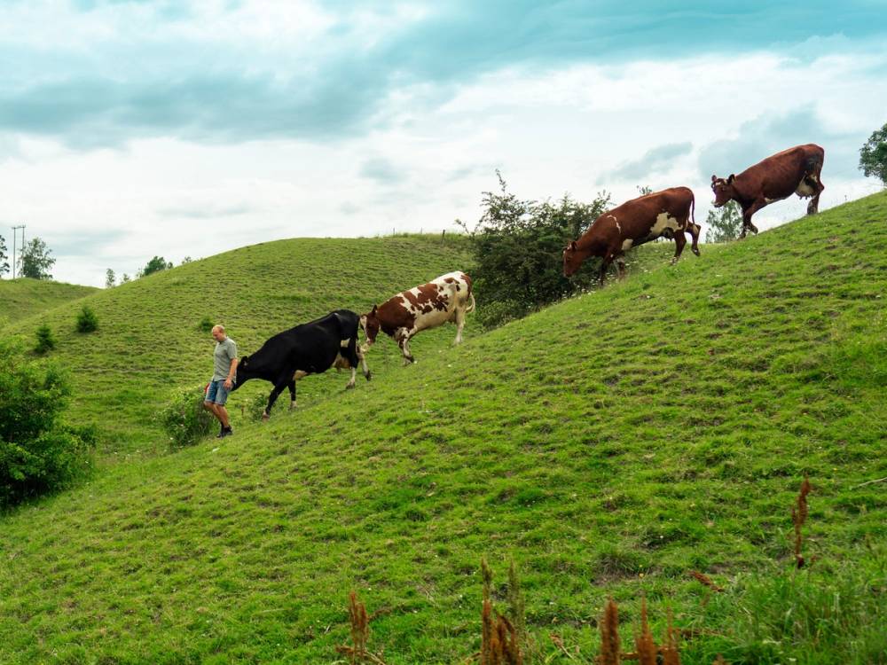 Kuer går opp en grønn åsside med en person som følger etter dem, under en overskyet himmel.