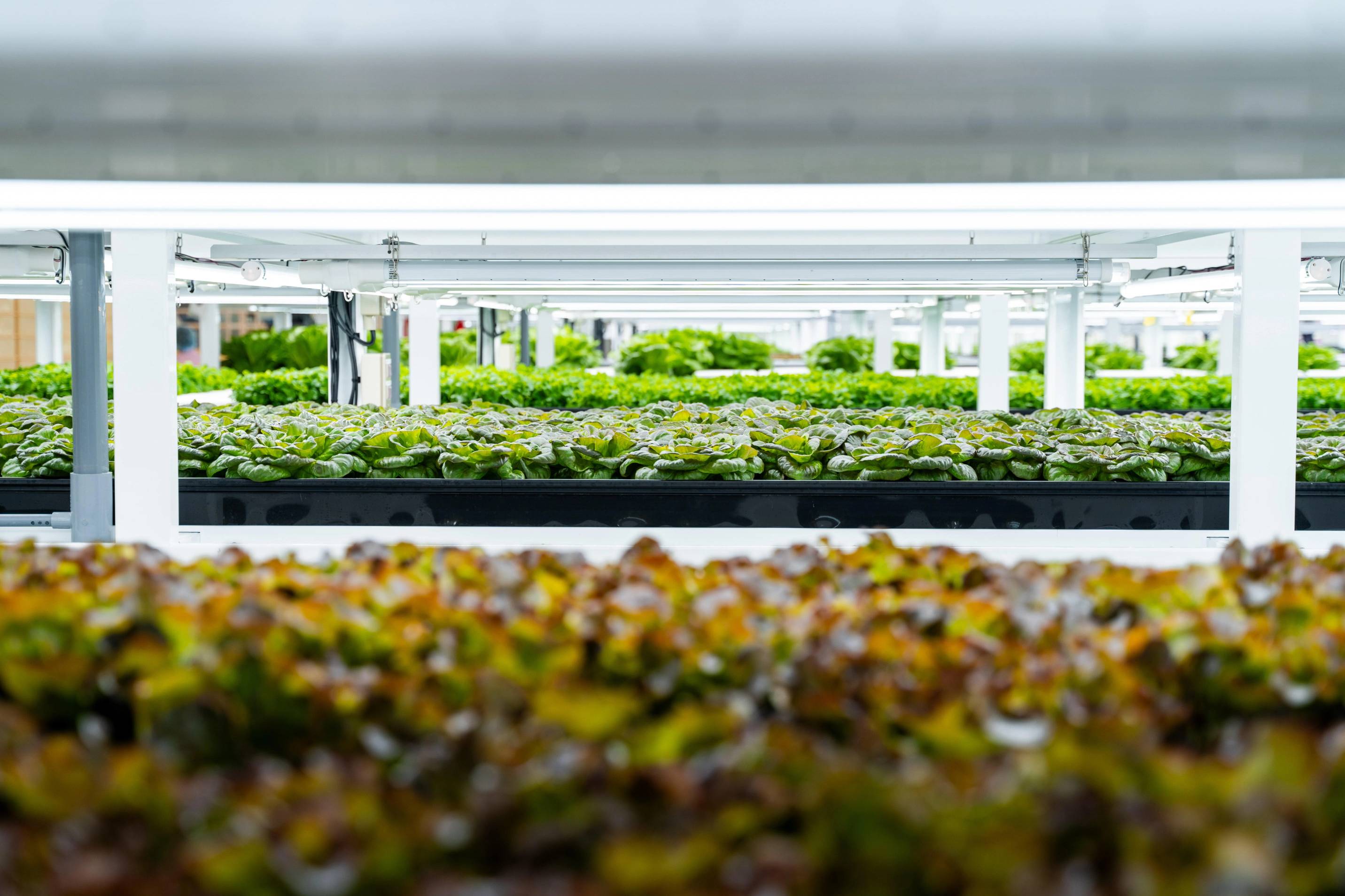 Høyteknologisk innendørs farm med grønne planter og hyller med planter i et kontrollert miljø.
