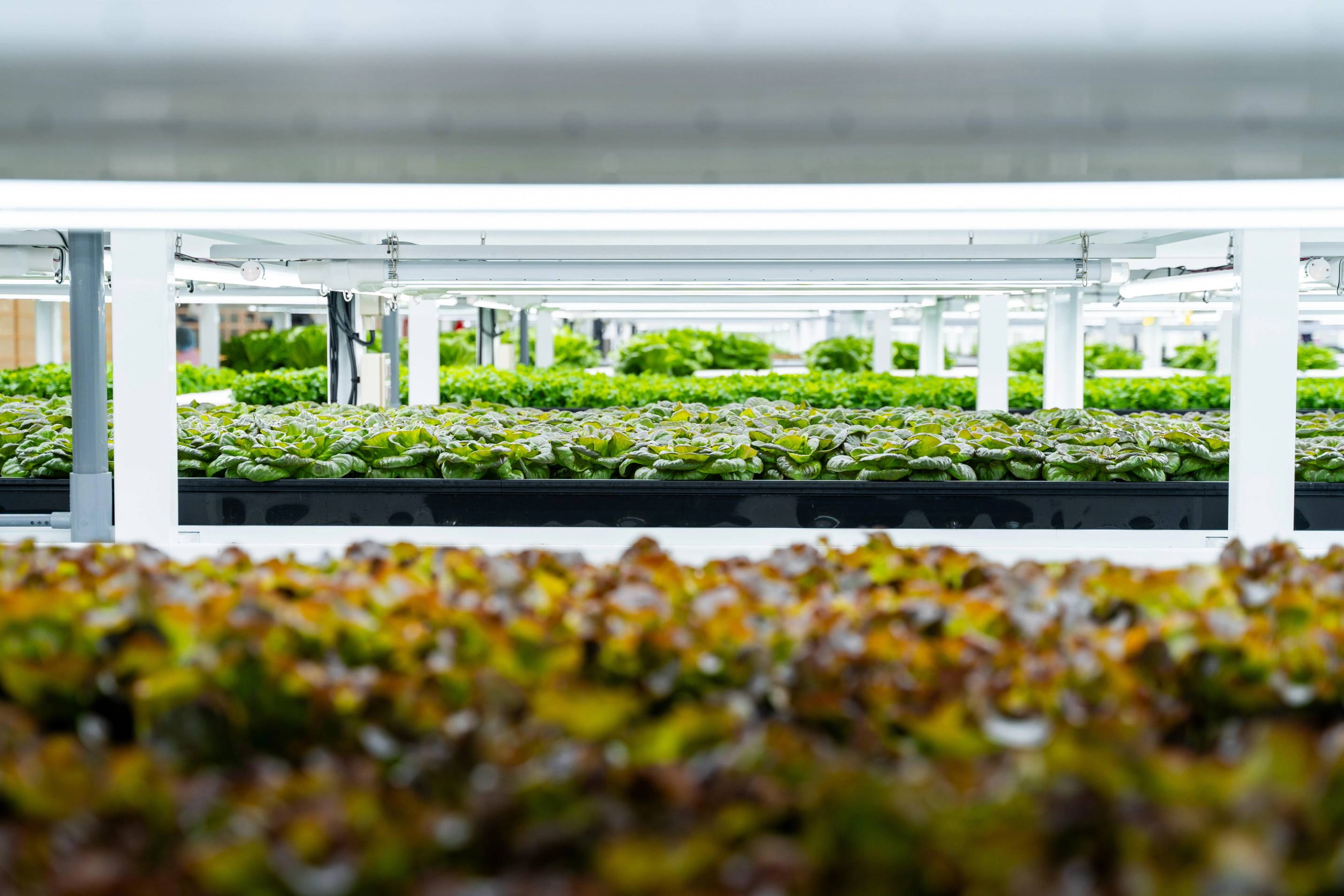 Høyteknologisk innendørs farm med grønne planter og hyller med planter i et kontrollert miljø.