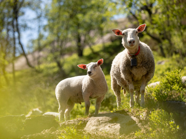 To sauer som står på en grønn eng med trær i bakgrunnen, en av dem har en rød halskjede.
