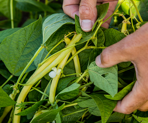 Hender plukker epleblomster fra et eik-gartneri med grønne blader og blomster.