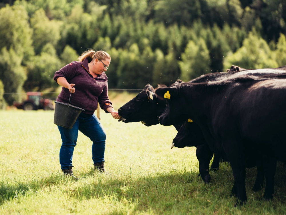 En person mater en ku på en grønn eng med trær i bakgrunnen, uten å vise ansiktet.