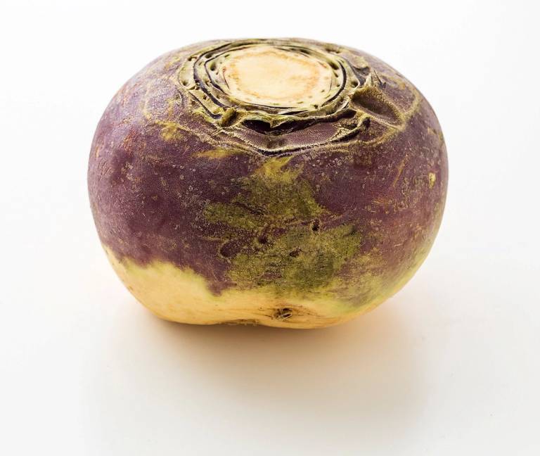 Kaalrot med lilla og gule farger, sett fra siden mot en hvit bakgrunn.