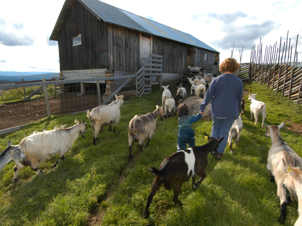 En person går med barn blant geiter foran en gammel låve på en grønn eng, med en trådhekk i bakgrunnen.