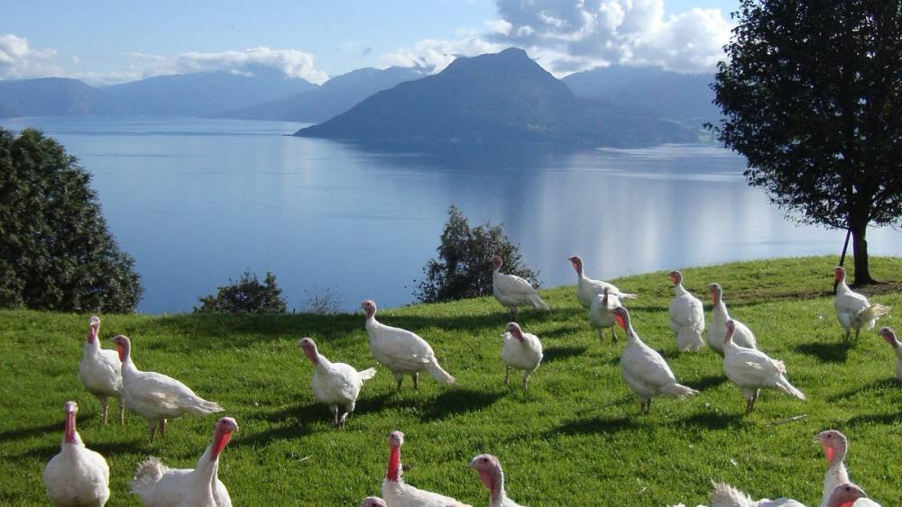 Svaner som går på en grønn eng med vann og fjell i bakgrunnen.