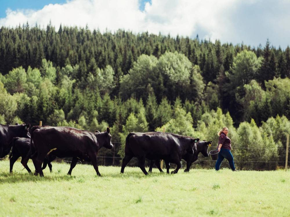 Norsk Angus på beite