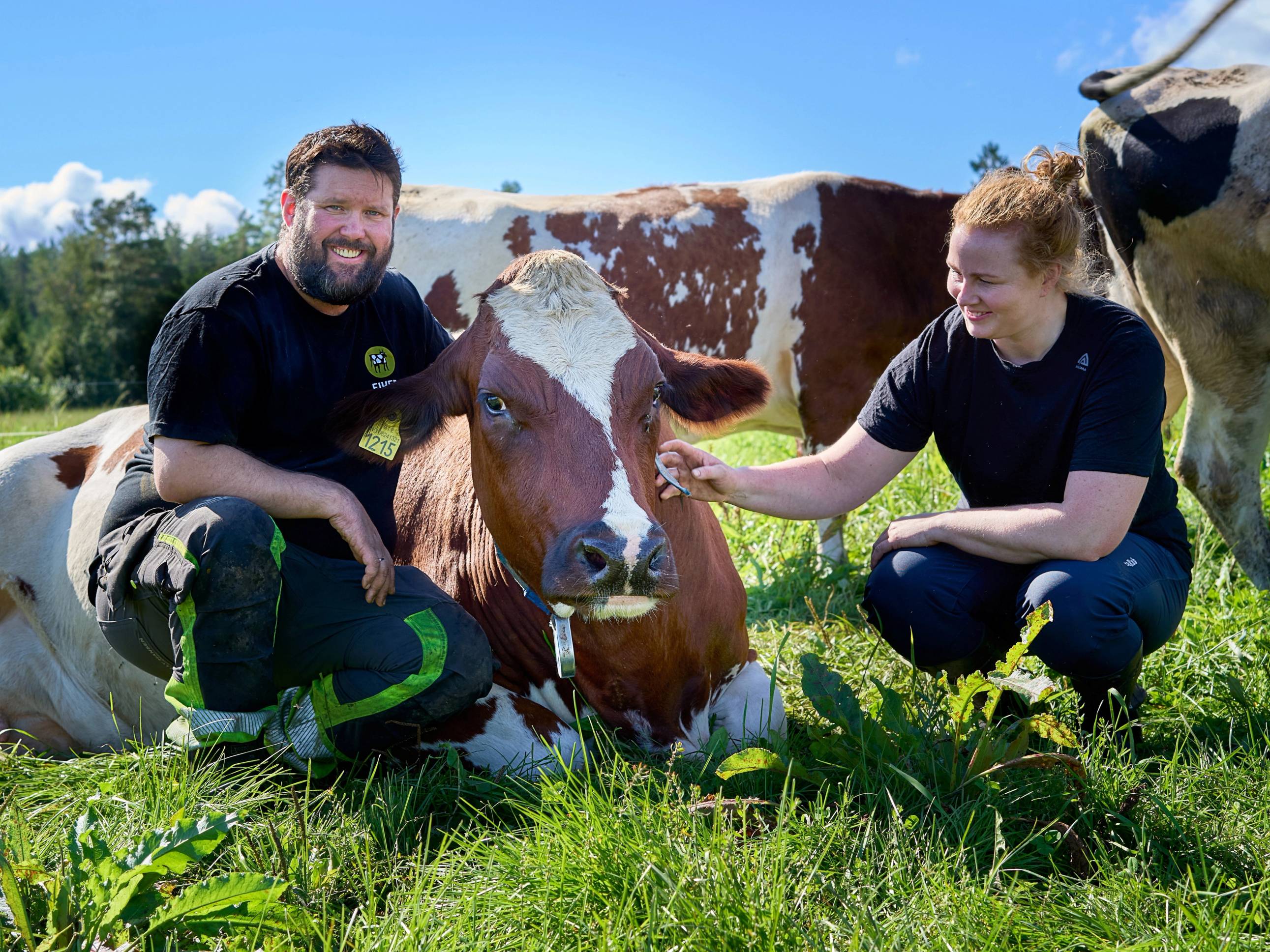 To personer som koser med en ku på en grønn eng under en klar blå himmel.