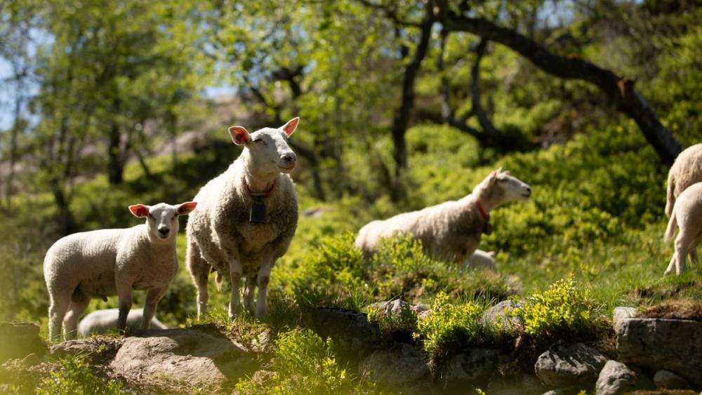 Sauer og lam på fjellbeite i grønt landskap.