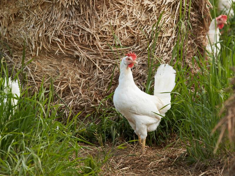 En hvit høne står ved en høystakk i et grønt område med gress og planter.