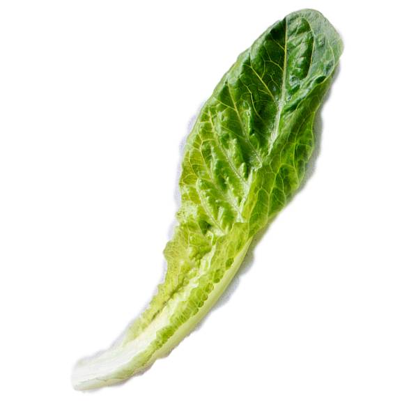 En romanosalatblad med mørkegrønn og lys grønn farge og krusete tekstur