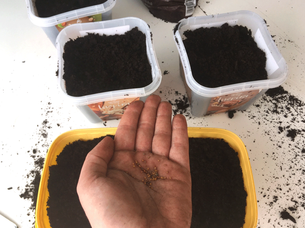 En hånd holder jord i en liten plastbeholder, omgitt av flere lignende beholdere med jord, som er plassert på en hvit overflate.