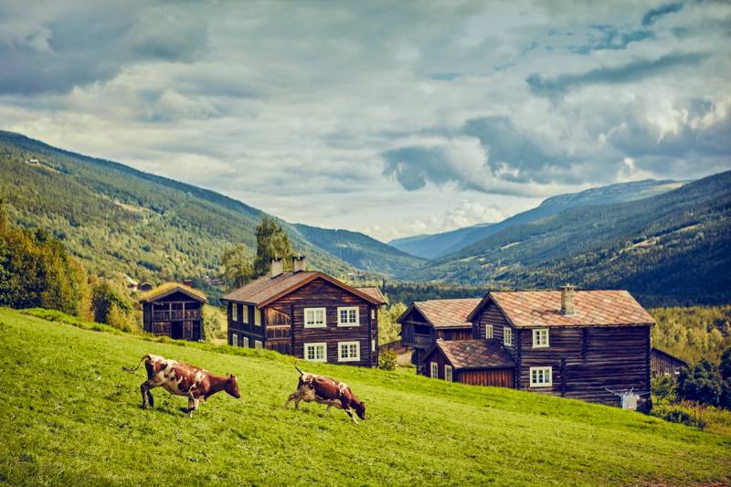 To kyrer beiter på en grønn ås med tradisjonelle norske hus i bakgrunnen, omgitt av fjell og skyer på himmelen.