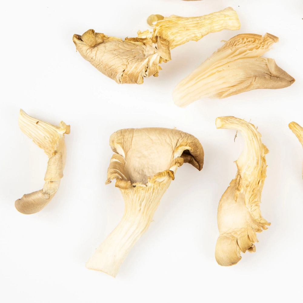 Østerssopp i ulike former og størrelser på en hvit bakgrunn