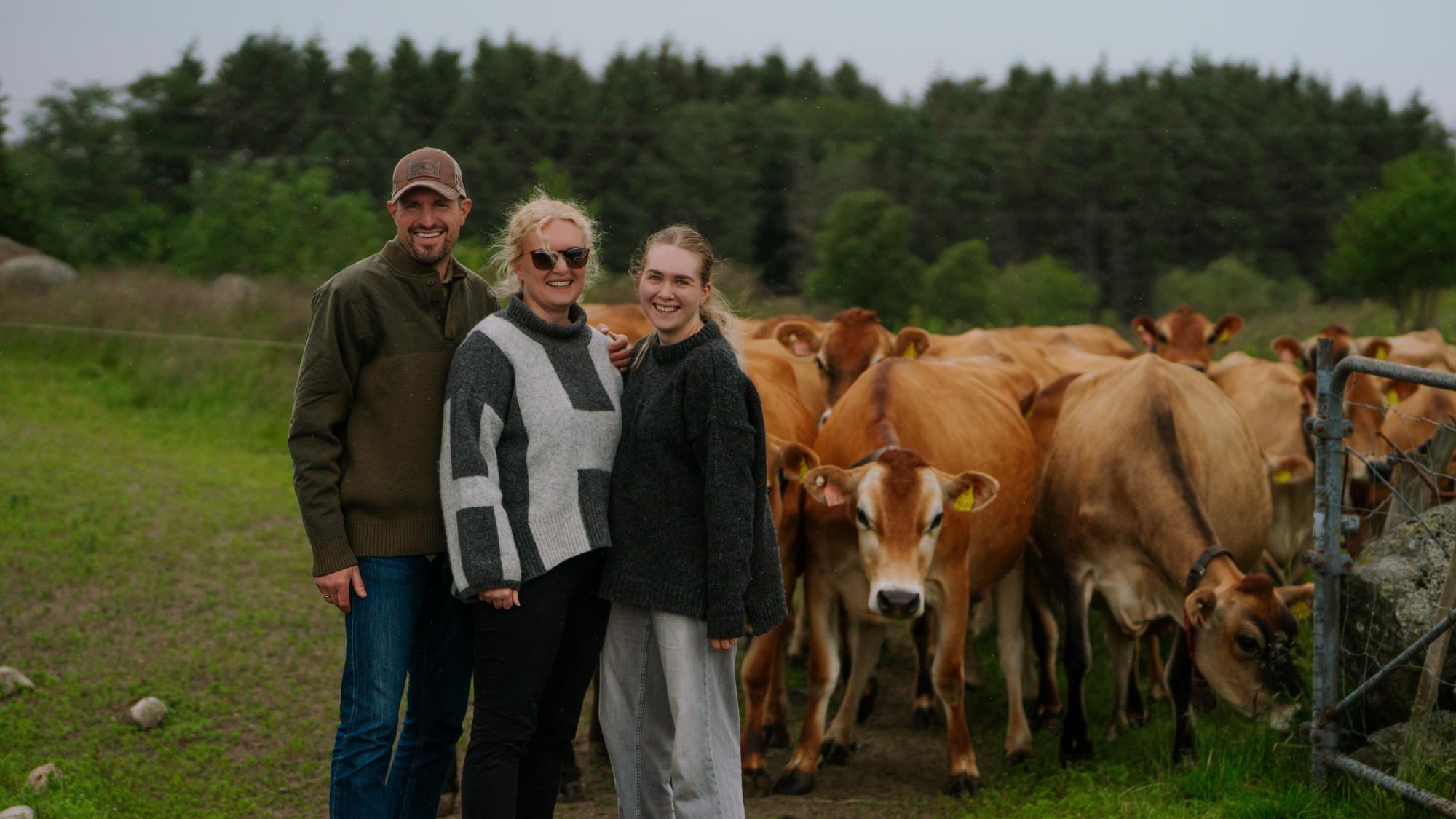 Jerseykyrene på Herikstad Gård er nysgjerrige når menneskene kommer ut på beitet.