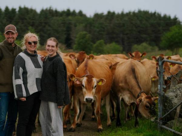 Jerseykyrene på Herikstad Gård er nysgjerrige når menneskene kommer ut på beitet.