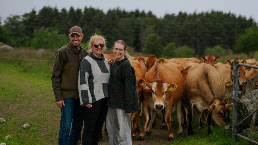 Jerseykyrene på Herikstad Gård er nysgjerrige når menneskene kommer ut på beitet.