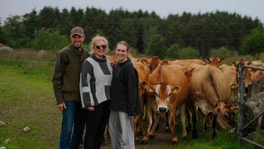 Jerseykyrene på Herikstad Gård er nysgjerrige når menneskene kommer ut på beitet.
